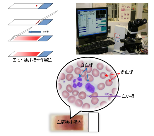 臨床検査部 人と 地域と つながる医療 Ntt東日本 関東病院 臨床検査部 人と 地域と つながる医療 Ntt東日本 関東病院